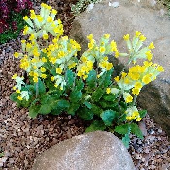 PRIMULA veris (Cowslip)