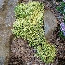 SEDUM acre Aureum