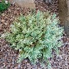 HYPERICUM olympicum variegatum