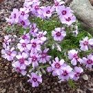 PHLOX subulata Eye Candy