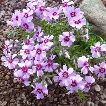 PHLOX subulata Eye Candy