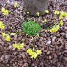 DRABA rigida var.imbricata (9cm pot)