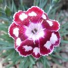DIANTHUS Morello Star (9cm pot)