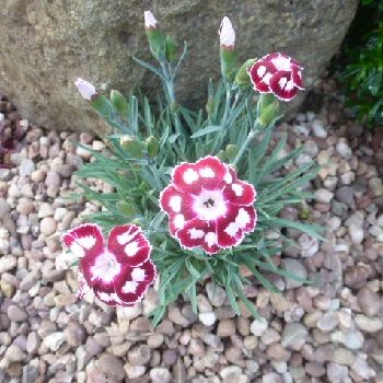DIANTHUS Morello Star