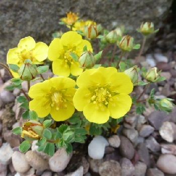 POTENTILLA cuneata