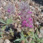 STACHYS