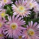 DELOSPERMA luckoffii Pink