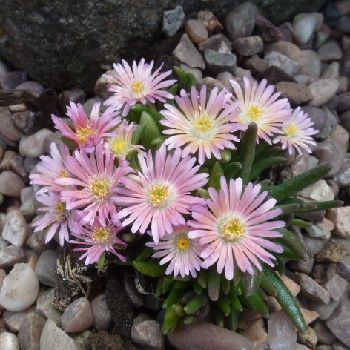 DELOSPERMA luckoffii Pink