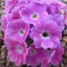 PRIMULA Broadwell Chameleon