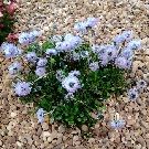 GLOBULARIA cordifolia