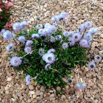 GLOBULARIA cordifolia