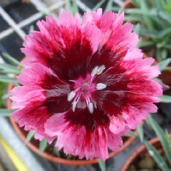 DIANTHUS Cherry Burst