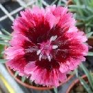 DIANTHUS Cherry Burst