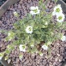 CERASTIUM alpinum var. lanatum (Alpine mouse-eared chickweed)