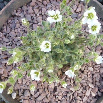 CERASTIUM alpinum var. lanatum (Alpine mouse-eared chickweed)
