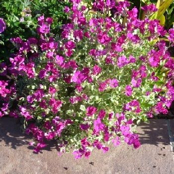 AUBRIETA Swan Red