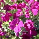 AUBRIETA Swan Red