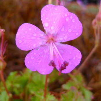 GERANIUM cantabrigiense Westray