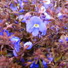 VERONICA peduncularis Georgia Blue