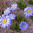 ASTER natalensis (Rosulate blue daisy)