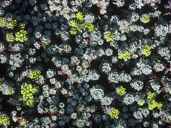 SEDUM spathulifolium Cape Blanco