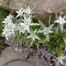 LEONTOPODIUM alpinum (Edelweiss)