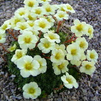 SAXIFRAGA burseriana Sulphurea