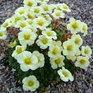 SAXIFRAGA burseriana Sulphurea