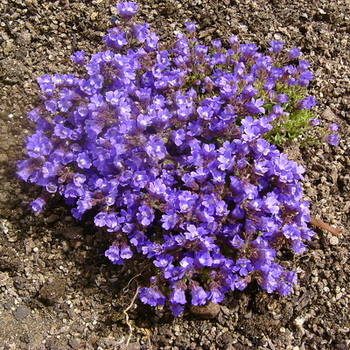 CHAENORHINIUM origanifolium Blue Dreams