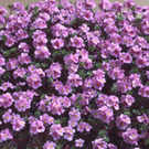 ANDROSACE sempervivoides (9cm pot)