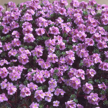 ANDROSACE sempervivoides