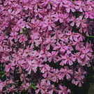 PHLOX subulata Marjorie