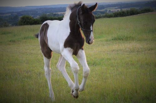 Lawson colt