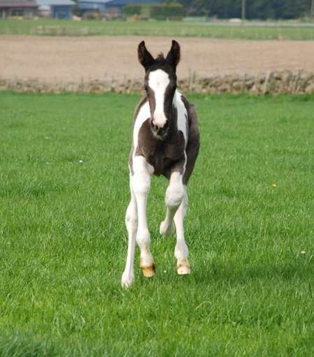 Dolci baby 2011