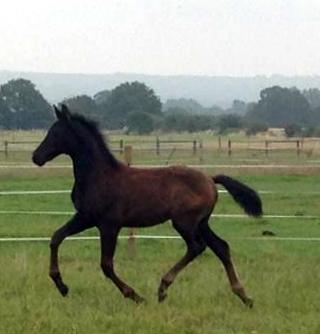 harley trot harley trot