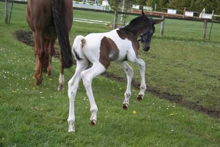 aramis boing aramis boing
