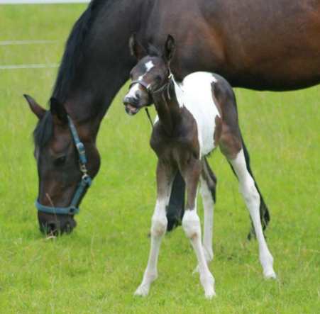 Chivers foal