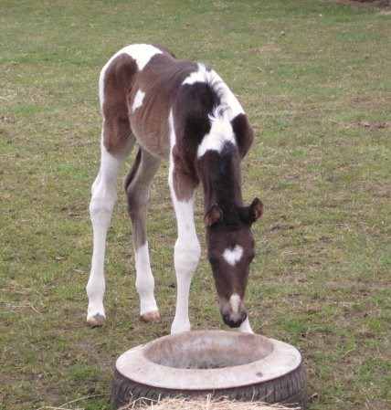 jane lawson payne filly jane lawson payne filly