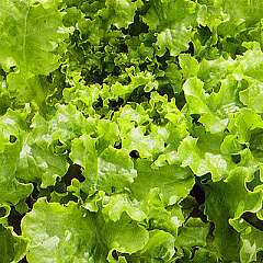 LETTUCE - Green Salad Bowl - 500 seeds