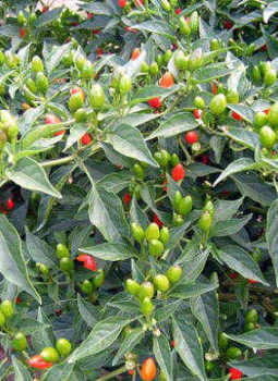 Chilli Pepper Numex Bailey seeds
