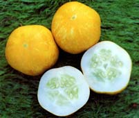 CUCUMBER - Crystal Lemon - 20 Seeds
