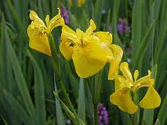 IRIS pseudodacorus - yellow flag - 30 seeds
