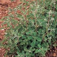 Marjoram White - Origanum vulgare seeds