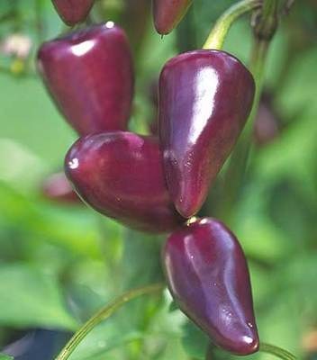 Chilli Pepper - Jalapeno Purple - 15 seeds