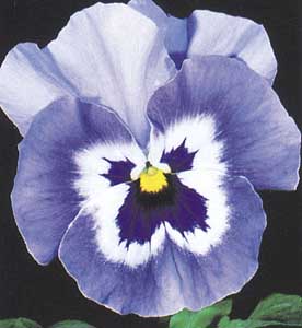 PANSY - JOKER - light blue - 25 seeds