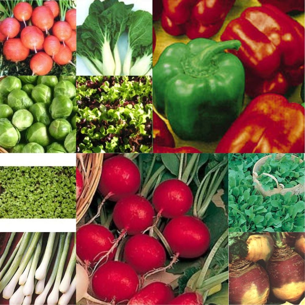 10 pks Vegetable seeds - Lettuce, Rocket, onion, carrot etc