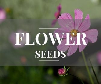 Flower seeds