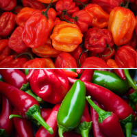 2 packs Chilli pepper seeds - Scotch Bonnet and Jalapeno Seeds