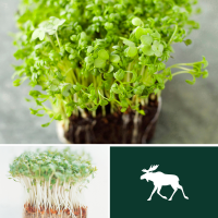 2 packs Cress seed - Fine curled and Common 