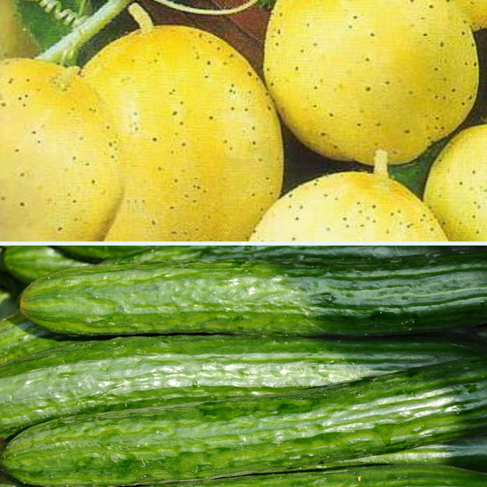 2 packs Cucumber seeds - Lemon cucumber and Marketmore